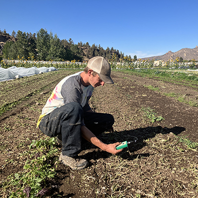 No/low-till water conservation  on high desert vegetable farms 